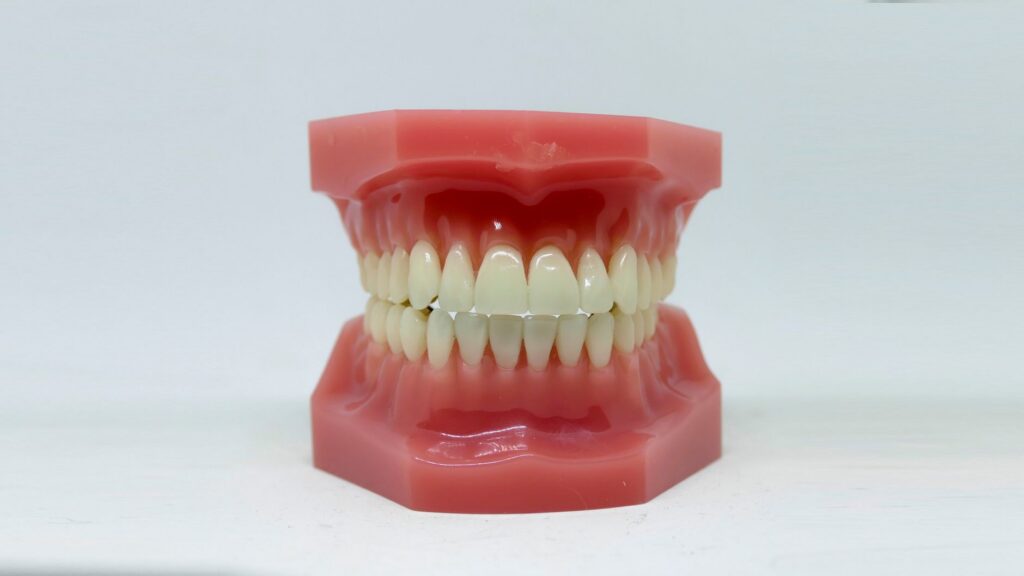 Detailed dental model showcasing teeth alignment used in dentistry education and orthodontics.
