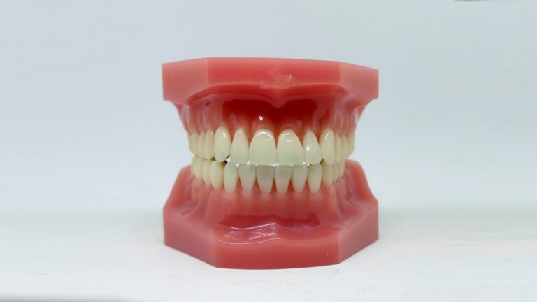 Detailed dental model showcasing teeth alignment used in dentistry education and orthodontics.
